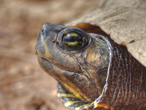 turtles