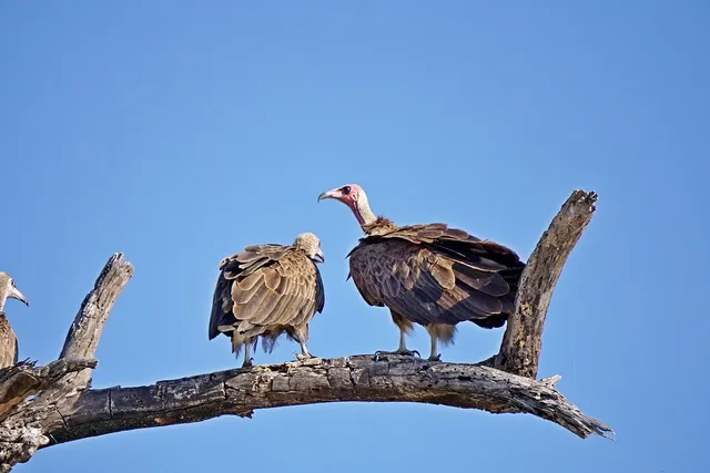 Yala National Park