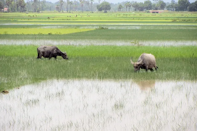 mass grave cambodia