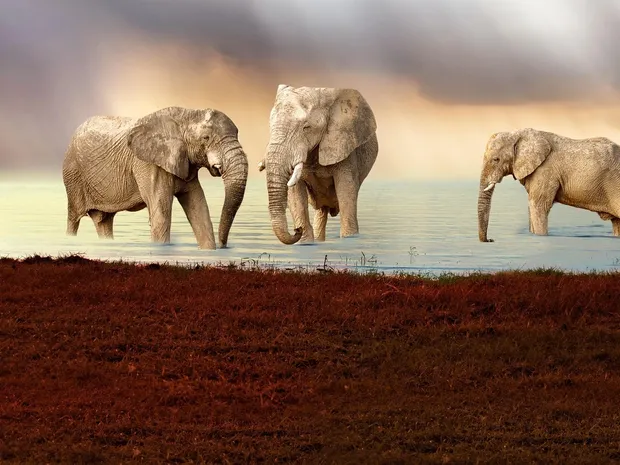 And I forgot to mention the many elephants.
