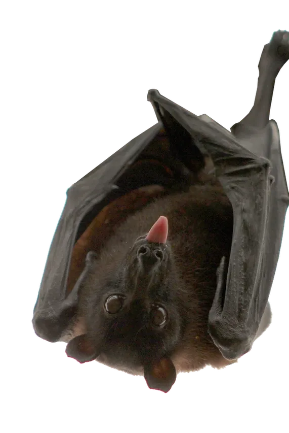 Battambang bat caves